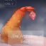 Alternative Ebi Fry Sou Uke Anthology | The Anthology of Fried Shrimp Really Getting Around Peluda